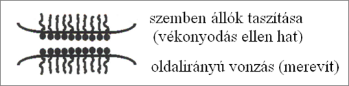 A Plateau-tartomány a folyadékcsatornák (lamellák) találkozási pontjaiban alakul ki (metszeti képek). (A rajzok nem mutatják a habképző anyagokat) Léteznek vizes és nemvizes közegű habok.