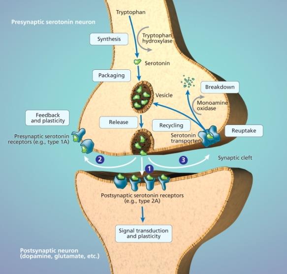 Biokémiai változások Tengeri csiga (Aphysia californica) Erik Kandel és mtsai, 2000 Nobel díj c-fos-tta mice Kopoltyúív összehúzási reflex (monoszinaptikus): Szenzitizáció - elemi memória; LTP: long