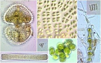 Fitoplankton Értékelés 2006-2008: funkcionális csoportokon alapuló Q k - társulás index (in: PADISÁK et al. (2006): Hydrobiologia, 553: 1-14.