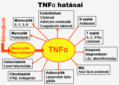 Mellékhatás: retinopathia (itt akkumulálódnak), bırléziók, idegrendszeri tünetek, leukopenia, GI tünetek. 4. Sulfasalazin.