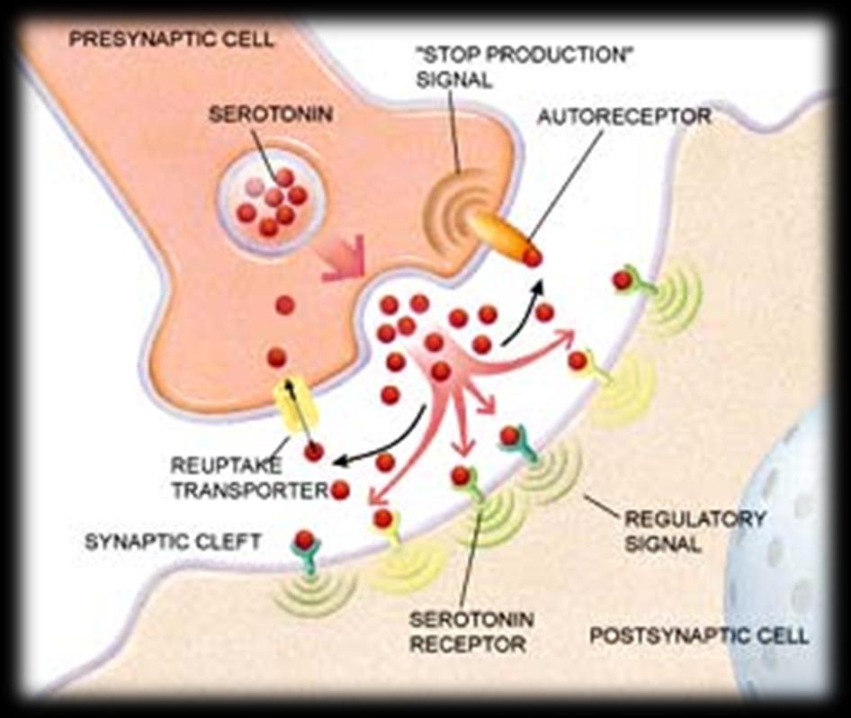 Szinapszis: praesynapticus membran postsynapticus membran szinaptikus rés 20-30 nanométer neurotransmitter a vezikulákhoz ér az