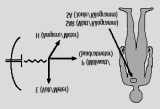 Alacsonyfrekvenciás (<10 khz) elektromos és mágneses tér által indukált áram behatolása az emberbe Rádiófrekvenciás sugárzás elnyelődése/1 Ember (70 MHz) majom (300 MHz) egér (2450 MHz) Az elektromos