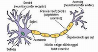 3. a bőr legkülső rétege 4. a középbél utolsó szakaszának felszíni rétege 5. a szem ideghártyájának utolsó előtti rétege 6. a petevezető falát képezi b) Írd be az ábrába az idegsejt részeit! 5. ábra: Az idegsejt részei ok 1.