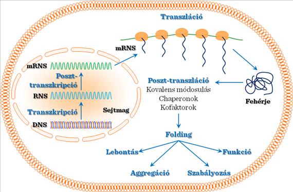 II.10-18. ábra: Sirt1 és CR 11. Öregedéssel kapcsolatos intercelluláris / intracelluláris betegségek Öregedés során a fehérje turnover jelentősen megváltozik.