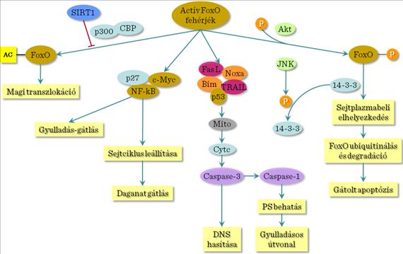 II.6-3. ábra: Sejtválaszok molekuláris szinten 6.1. Tumor szupresszor gének A tumor szuppresszor géneket két fő csoportra osztják (II.6-4. ábra). Az első csoport tagjainak elnevezése: caretakers.