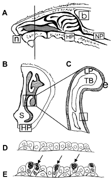 Intranasalis kezelés