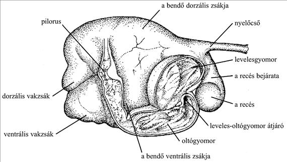 A háziállatok emésztésének sajátosságai 2.1.