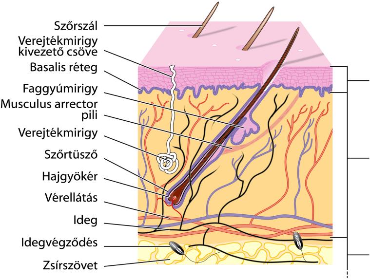 8. A kivérzéses sokk a) Mit jelent a kivérzéses sokk fogalma? A jelentős vérveszteség miatt kialakuló tudatállapot romlás és/vagy elvesztése b) Milyen tünetei lehetnek?