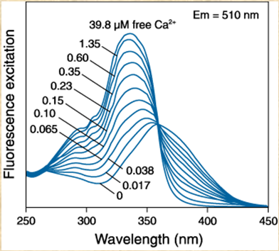 Két klasszikus kalcium érzékeny festék Indo-1 Fura Single vawelength versus ratiometric methods Mik