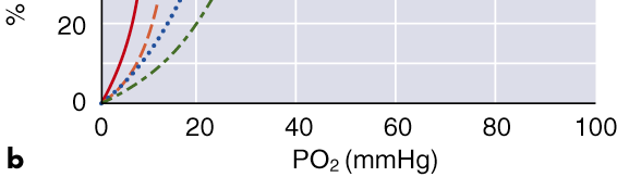 Oxigén hemoglobin disszociációs görbe Hemoglobin O 2 telítettség (%) Magas vér ph (alacsony pco 2 ) Normál vér ph (normál pco 2 ) Alacsony vér ph (magas pco 2 ) Bohr effektus PO 2 Hgmm Hemoglobin O 2