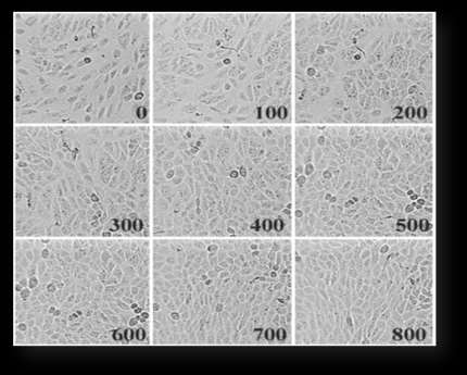 1 6 11 16 21 26 31 36 41 46 51 56 61 66 71 76 81 86 91 Sejtszám (db) A Time-Lapse Imaging módszerrel végzett megfigyeléseink A HaCaT sejtek esetében: 6.