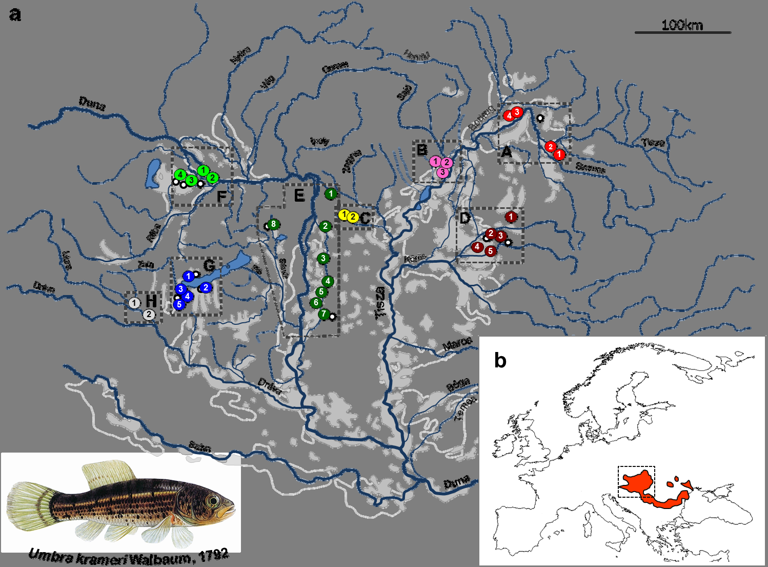 Bevezetés A magyarországi halfauna természetvédelmi szempontból egyik legértékesebb tagja a fokozottan védett lápi póc (Umbra krameri).