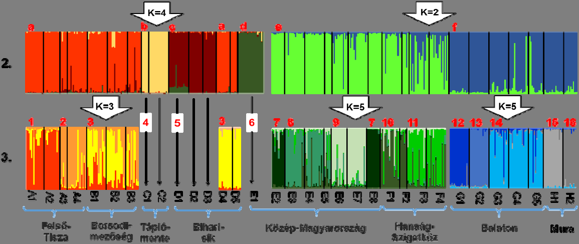 Az állományok genetikai távolság értékeiből képzett PCoA plot x tengelyén a dunai és tiszai vízgyűjtőn található állományok erőteljes elkülönülése figyelhető meg (3. ábra).