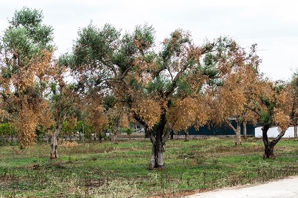 Xylella Fastidiosa baktérium