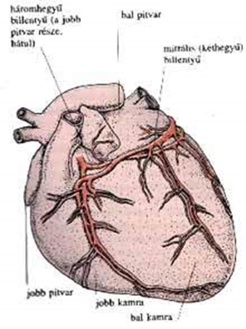 A SZÍV SAJÁT VÉRELLÁTÁSA Koszorúerek coronariák aorta kezdeti szakaszából