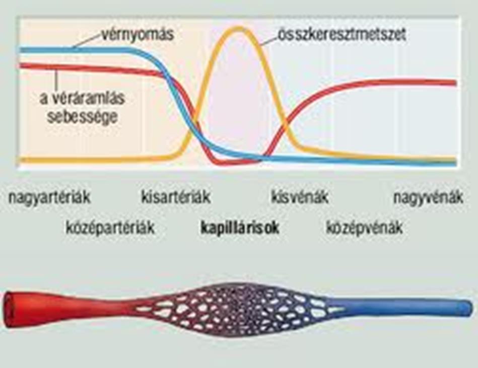 VÉRNYOMÁS Az erekben áramló véroszlop erek falára gyakorolt nyomása Méréskor azt a külső nyomásértéket adjuk meg ami az adott ér összenyomásához kell 120/80 Hgmm emberben (szisztolés/diasztolés) Az