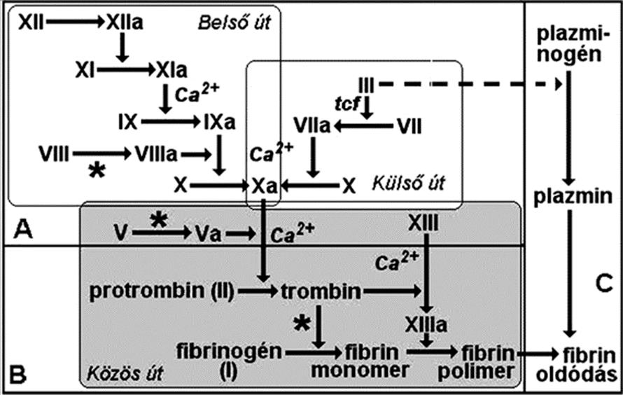 VÉRALVADÁS A véralvadási rendszer elemei: véralvadási