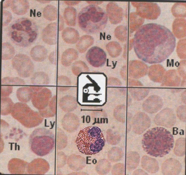 Vérkenet (emlős) Ne: neutrofil granulocyta Eo: eozinofil