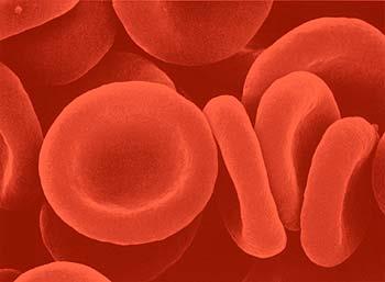 A VÖRÖSVÉRTEST (erythrocyta) lapos korong, harántmetszetben bikonkáv (piskóta), alakú sejt Számuk a vérben 5 millió db/ μl