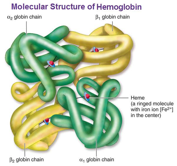 HEMOGLOBIN összetett fehérje fehérje rész: