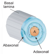 Schwann sejt Schwann cells (blue) form myelin by wrapping an inner process (arrow) around an axon (orange); initially loose wraps later compact.