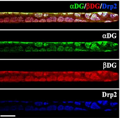 és L-periaxin izoformák - L-periaxin: Schwann sejt cytoszkeleton-bazális membrán kapcsolat - érett myelin-hüvely