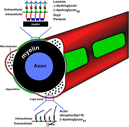 Schwann sejt Periaxin Teased fibers, adult mouse sciatic nerve, most superficial layer of the Schwann cell membrane.