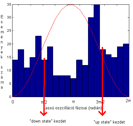 Bin count körülbelül 50-50% arányban voltak jelen mindkét állapotban, tehát az up state -ekben nagyobb valószínűséggel voltak jelen az ingerek. 22.