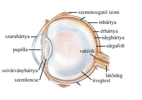 Az emberi szem, látás A vizuális információ feldolgozása a szemben kezdődik.