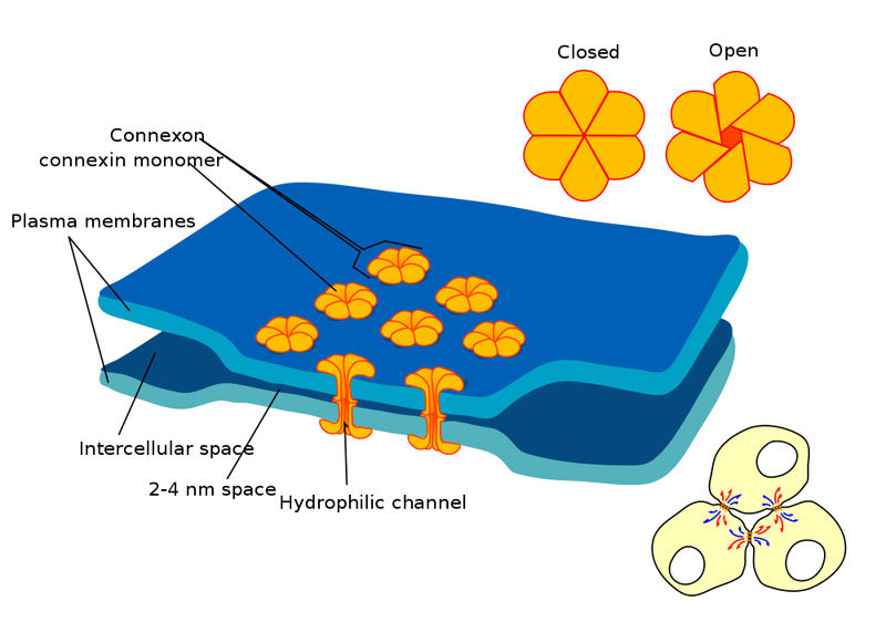 Blastula sejtek közötti kapcsoló struktúrák: Gap junction: elektromos és