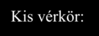 Kis vérkör: jobb kamra tüdőartéria tüdőben kapillárisok külső gázcsere tüdővénák bal pitvar Nagy vérkör: Bal kamra aorta fő testartériák szervekhez kapillárisok vénák jobb pitvar A szív saját erei