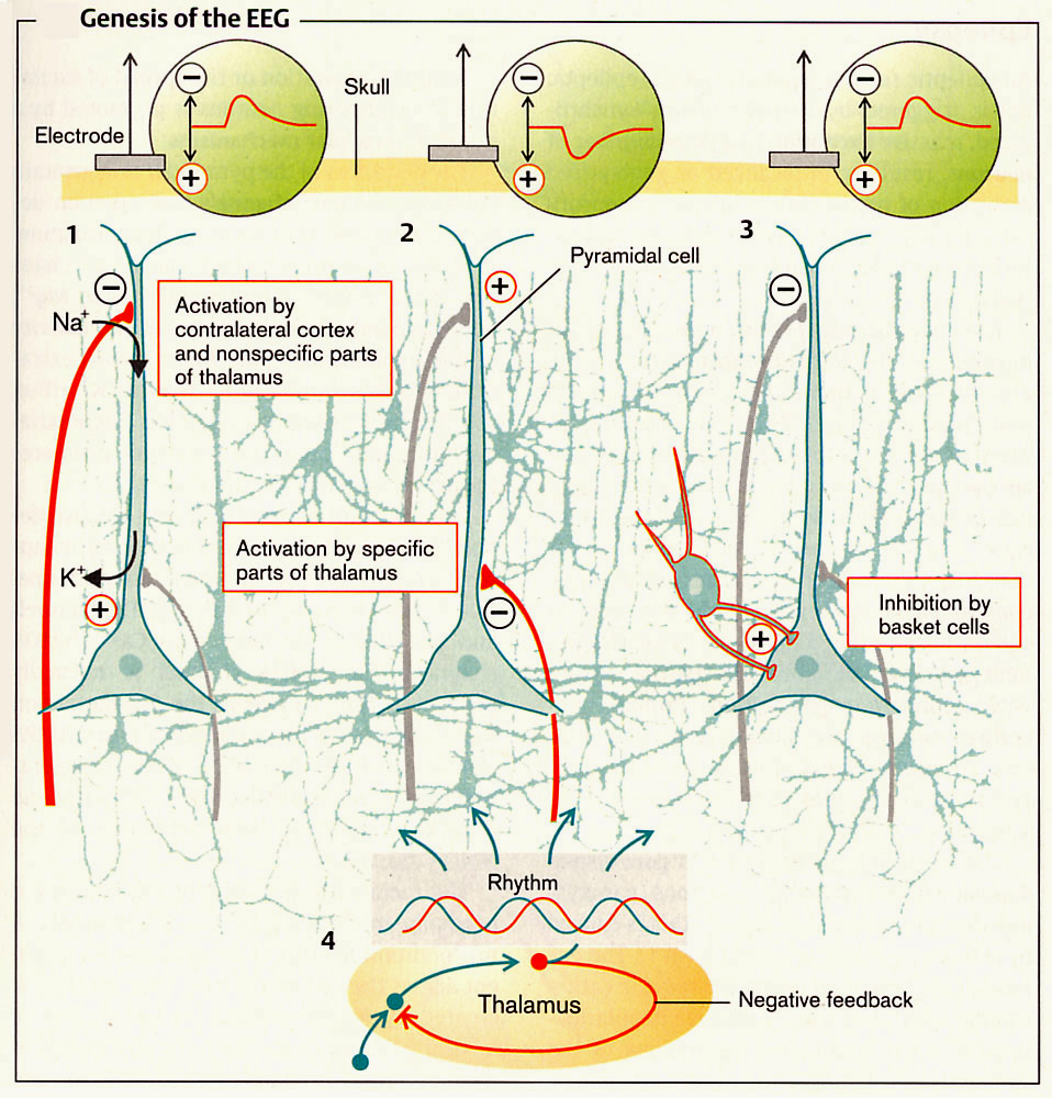 EEG genézis (1) Comissurális rostok a túloldali kéregből és a nemspecifikus thalamus afferentáció (2) specifikus thalamocortikális afferentáció (3) Gátló interneuronok hatása (4) A