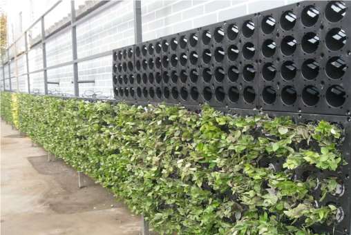 NÖVÉNYFAL Akár nagyméretű zöld falak kialakítására is alkalmas ez a 500 x 500 mm-es