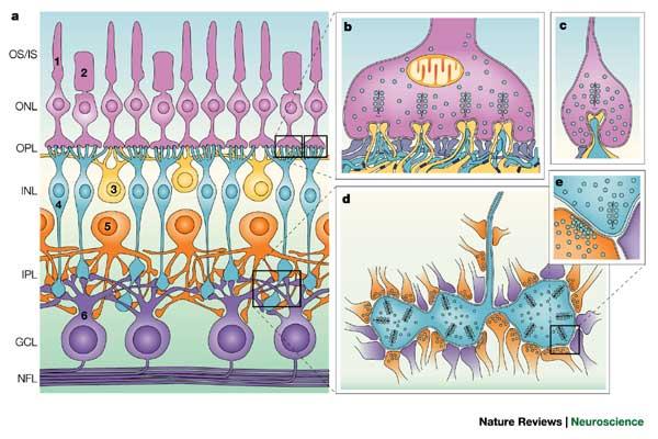 Retinális kapcsolatok - a kapcsolatok szerveződése a retinában - a