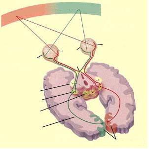 kereszteződés pulvináris mag talamusz,