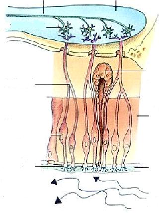 Szaglórendszer középső szaglóterület szaglóideg szaglógumó glomerulus szaglóhagyma idegrostok Bowman mirigy amygdala