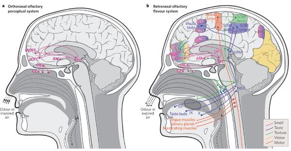 Szaglóközpontok Az orthonazali funkció (belégzés) során érintett agyi területek. A retronazalis funkció (kilégzés), során érintett területek, a táplálkozással kapcsolatos élmények.