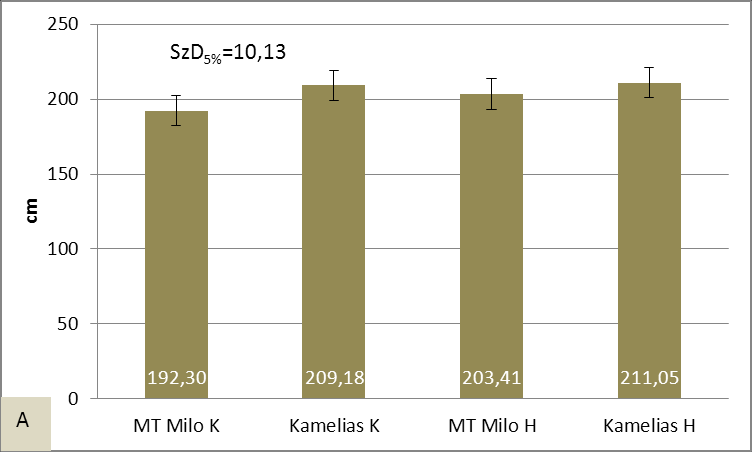 szignifikánsan nagyobb, mint a korai vetésidejű hibrideké (50B. ábra).