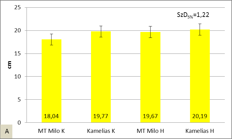 A vizsgált időpontban a gyommentesen fejlődő kukoricák száraz szemtermése az MT Milo K esetében 15,7-szerese a Kamelias K vonatkozásában pedig 15,1-szerese a gyomos kukoricákénak (43. táblázat).