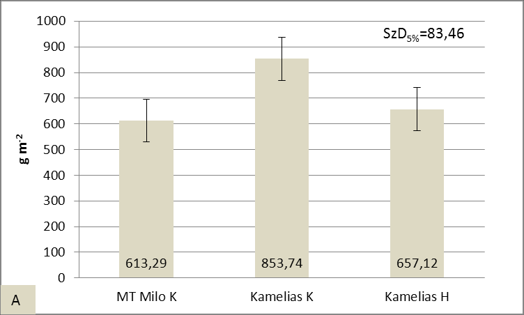 A gyommentes kukoricák esetében a legkisebb száraz hajtástömege a korán vetett MT Milo hibridnek volt (853,74 g m -2 ), amely szignifikánsan kisebb, mint a Kamelias K száraz hajtástömege (30A. ábra).