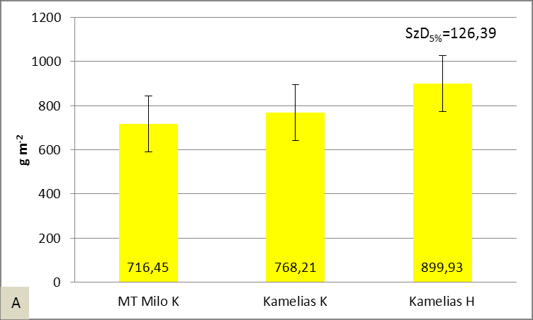35. ábra A gyommentesen (A) és a gyomokkal együtt (B) fejlődő kukorica hibridek száraz szemtömege betakarításkor, Szombathely (2010) A vizsgált időpontban a gyommentes kukoricák száraz szemtermése az