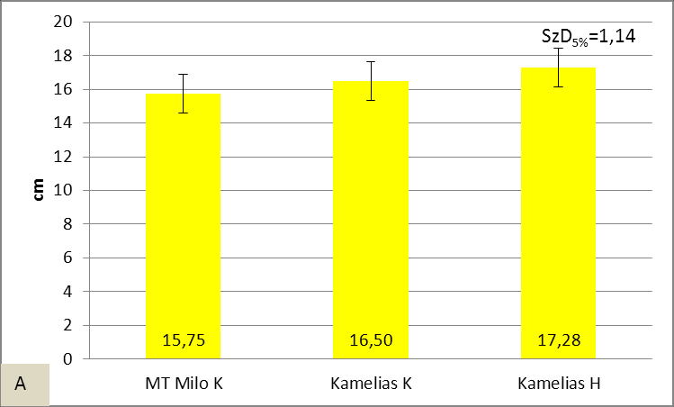 magyarázható, ami a hagyományos vetésidejű állományokat jellemezte. A hagyományos vetésidejű Kamelias csőhosszának az MT Milo K csőhossza 59,9 %-a, a Kamelias K kukoricáé pedig 63,8 %-a.