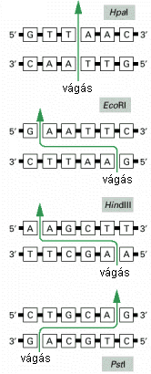 A DNS fragmentumok elválasztásának az elve: a DNS fragmentumok hosszúságuktól függő távolságra tudnak vándorolni a gélen.