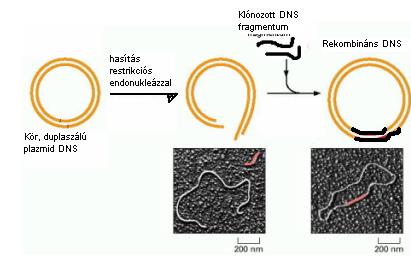5.6. DNS klónozás plazmidvektorokba 12. ábra. DNS klónozás plazmidvektorokba (www.nyf.hu/others/docs/mol biol/9_sgm/mgac.