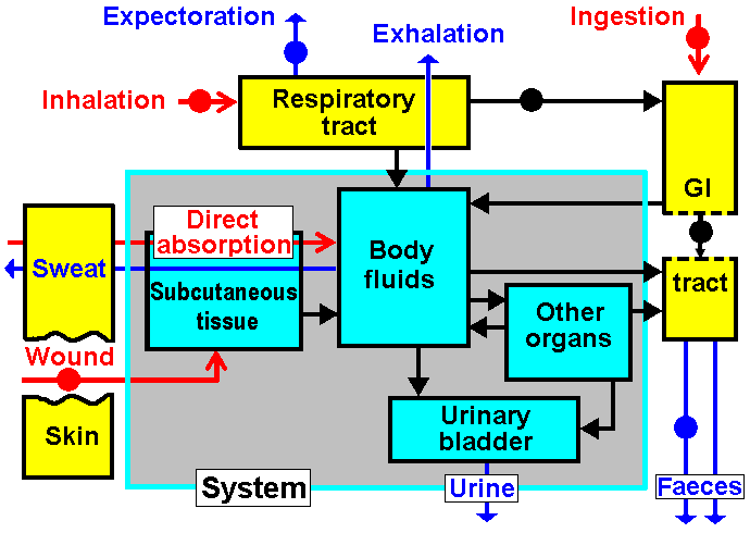 Általános biokinetikai modell Methods of