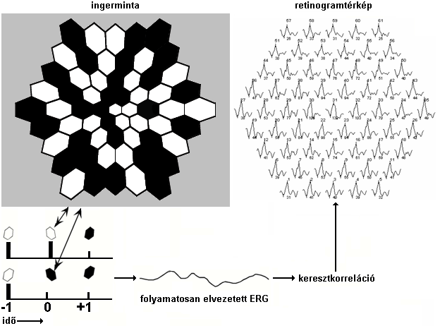 retinalis csapsűrűséggel fordított arányban, nő. Az ingerhexagonok különböző nagysága miatt a vizsgálatok eredményének jellemzésére az egységnyi területre jutó elektromos aktivitást, az ún.