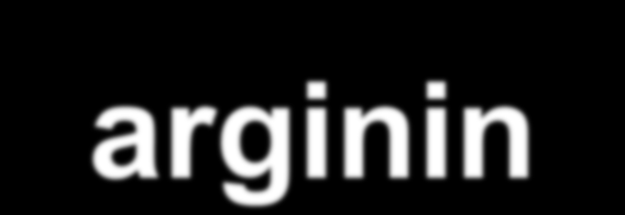 Aszimmetrikus dimetil-arginin Vasodilatatio Monocyta adhesio enos L-arginin ADMA NO