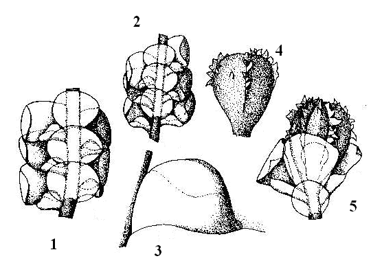 14. ábra: Lopholejeunea lepidoscypha Kiaer & Pearson 1.-2. Leveles hajtásrészlet, ventrális nézet (x 22); 3. alsó levélkaréj (x 115); 4. periantium, dorzális nézet (x 22); 5.