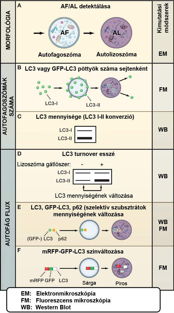 12. ábra: Az autofágia kimutatásának módszerei Mizushima (Mizushima, Yoshimori