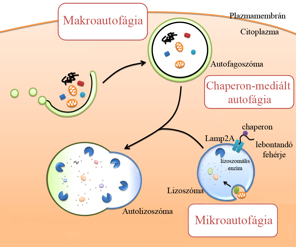 Fenotípus alapján az autofágiának három fajtáját különböztetjük meg (Mizushima és Komatsu 2011) (1. ábra).